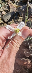 Clematis songorica