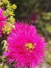 Melaleuca nesophila