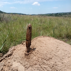 Podaxis