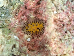 Halgerda elegans