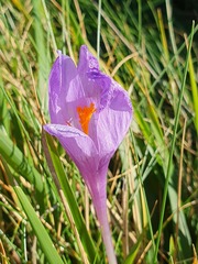 Crocus nudiflorus
