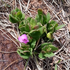 Polygala amatymbica