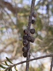 Melaleuca lanceolata