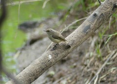 Acanthiza reguloides