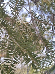 Melaleuca lanceolata