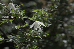 Clematis macropetala