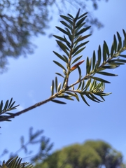 Melaleuca lanceolata