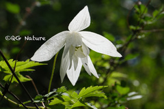 Clematis macropetala