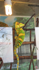 Chamaeleonidae