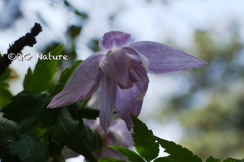 Clematis macropetala, photograph 4