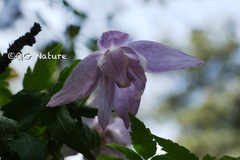 Clematis macropetala