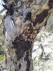 Melaleuca lanceolata