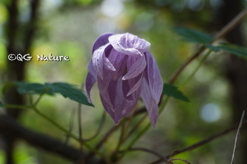 Clematis macropetala, photograph 5