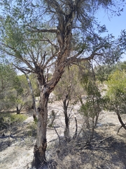Melaleuca lanceolata