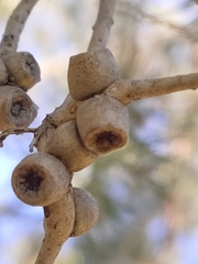 Melaleuca rhaphiophylla