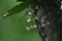 Plectorrhiza tridentata