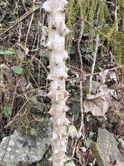 Zanthoxylum avicennae