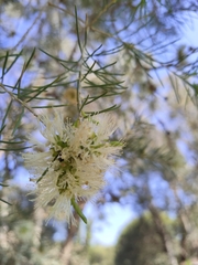 Melaleuca rhaphiophylla