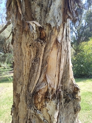 Melaleuca rhaphiophylla