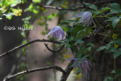 Clematis macropetala