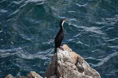 Phalacrocorax capillatus