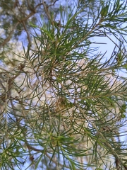 Melaleuca rhaphiophylla