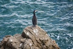 Phalacrocorax capillatus