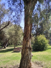 Melaleuca rhaphiophylla