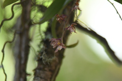 Plectorrhiza tridentata