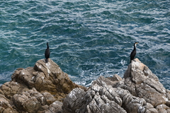Phalacrocorax capillatus