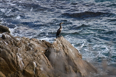Phalacrocorax capillatus