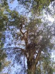 Melaleuca rhaphiophylla
