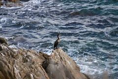 Phalacrocorax capillatus