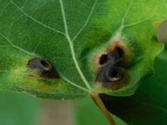 Harmandiola