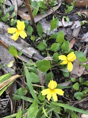 Goodenia lanata