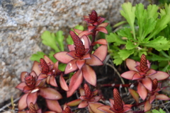 Orostachys maximowiczii