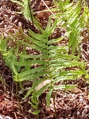 Cyclosorus interruptus