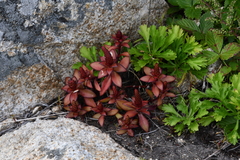 Orostachys maximowiczii