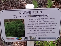 Cyclosorus interruptus