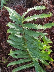 Cyclosorus interruptus