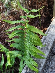 Cyclosorus interruptus