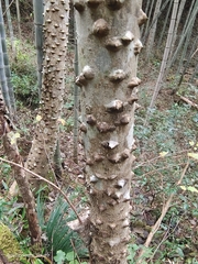 Zanthoxylum ailanthoides