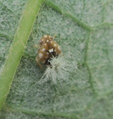 Scolypopa australis