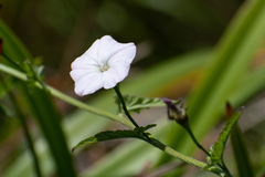 Convolvulus farinosus