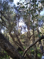 Eucalyptus rudis