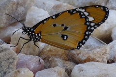 Danaus chrysippus orientis