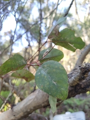 Eucalyptus rudis