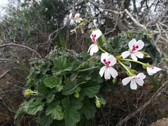 Pelargonium echinatum