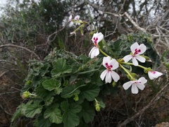 Pelargonium echinatum