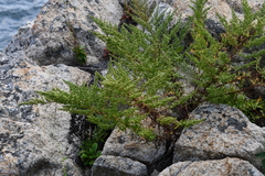 Artemisia littoricola